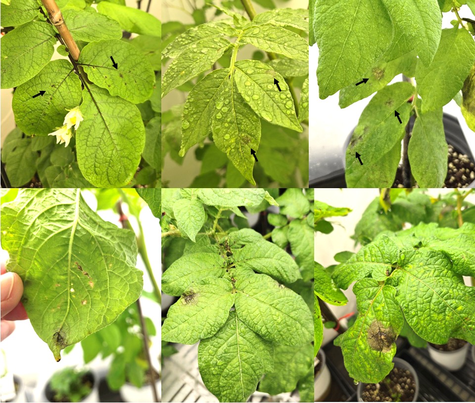 Figure 3_Potato Late Blight_Growth Chamber.jpg